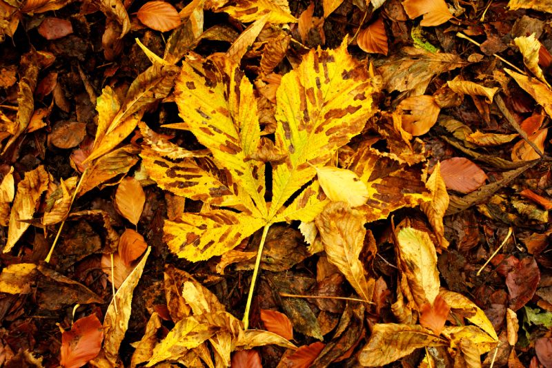 Autumn colours at the riverbanks in Durham